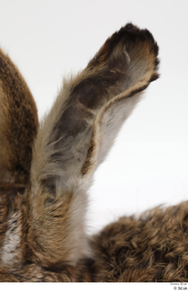 Hare  1 ear 0015.jpg